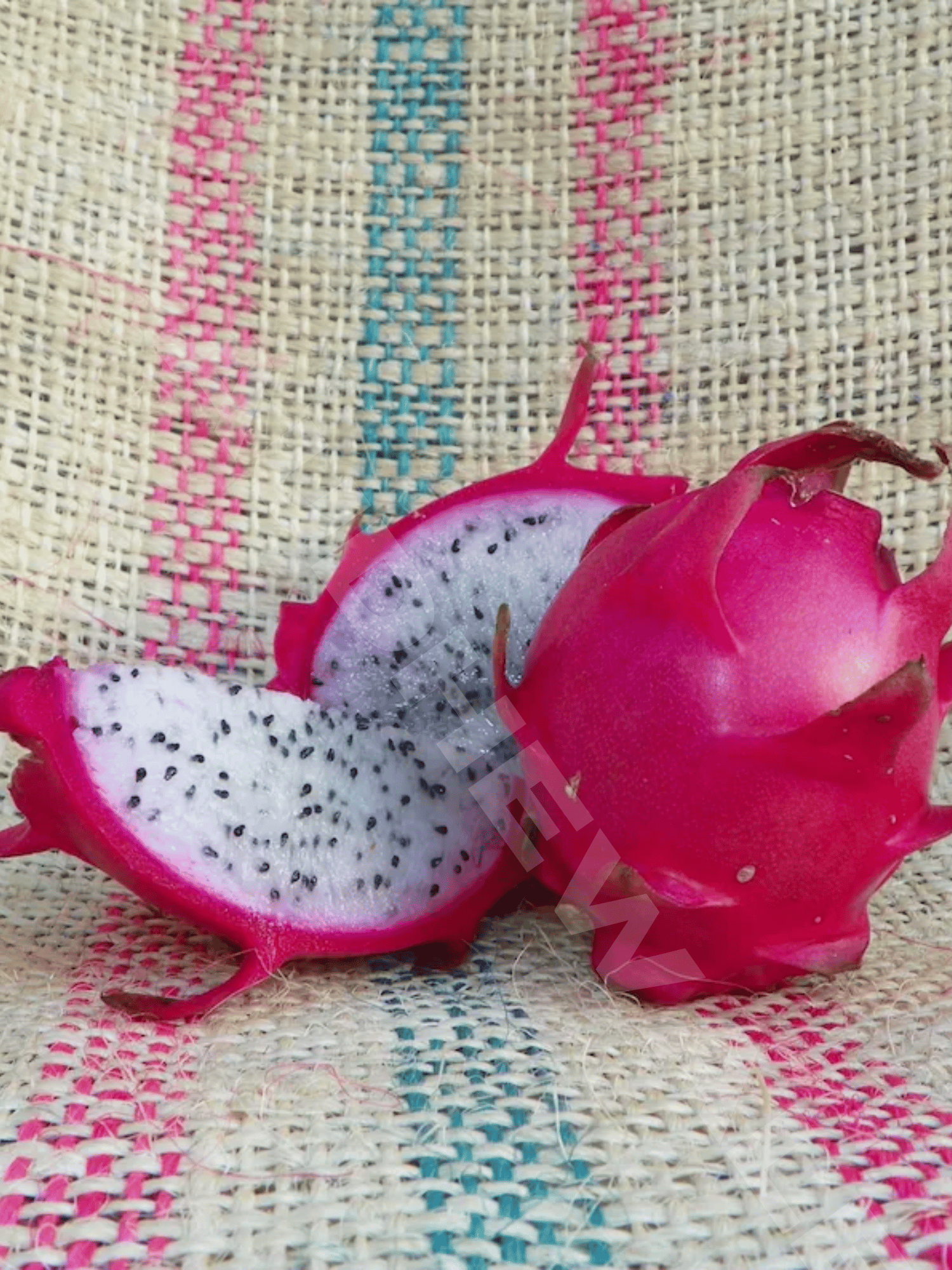 HANA Dragon Fruit Plant Hylocereus Monacanthus (Cutting)