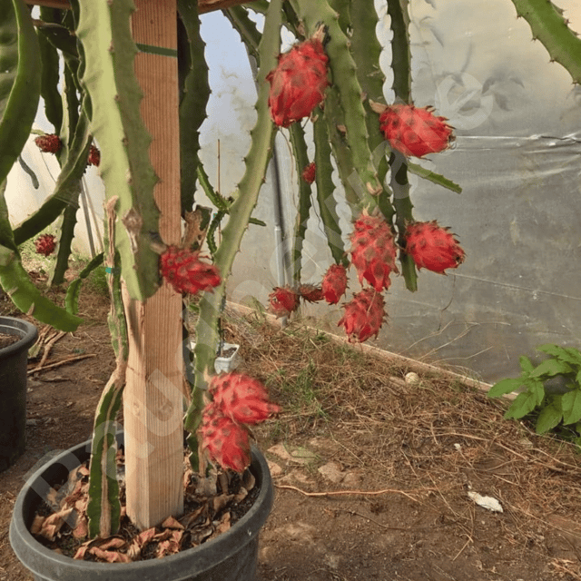 Desert King Dragon Fruit Plant - Grafted