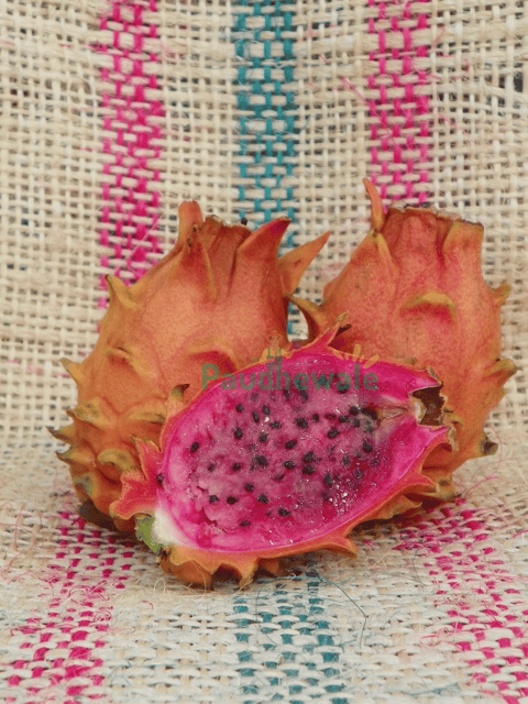 Frankie's Red Dragon Fruit Plant - Grafted