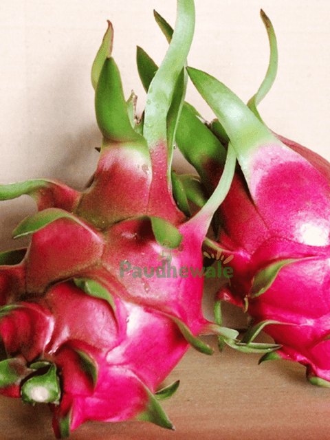 LD1 Dragon Fruit Plant (Rooted) LD1 Dragon Fruit Plant (Rooted)