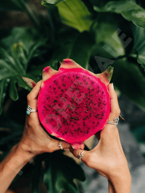 Jumbo Red Dragon Fruit Plant (Pack of 4, Size - 1.5 Foot)