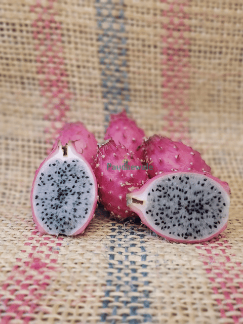 Queen of the Night Dragon Fruit Plant - Grafted Queen of the Night Dragon Fruit Plant - Grafted