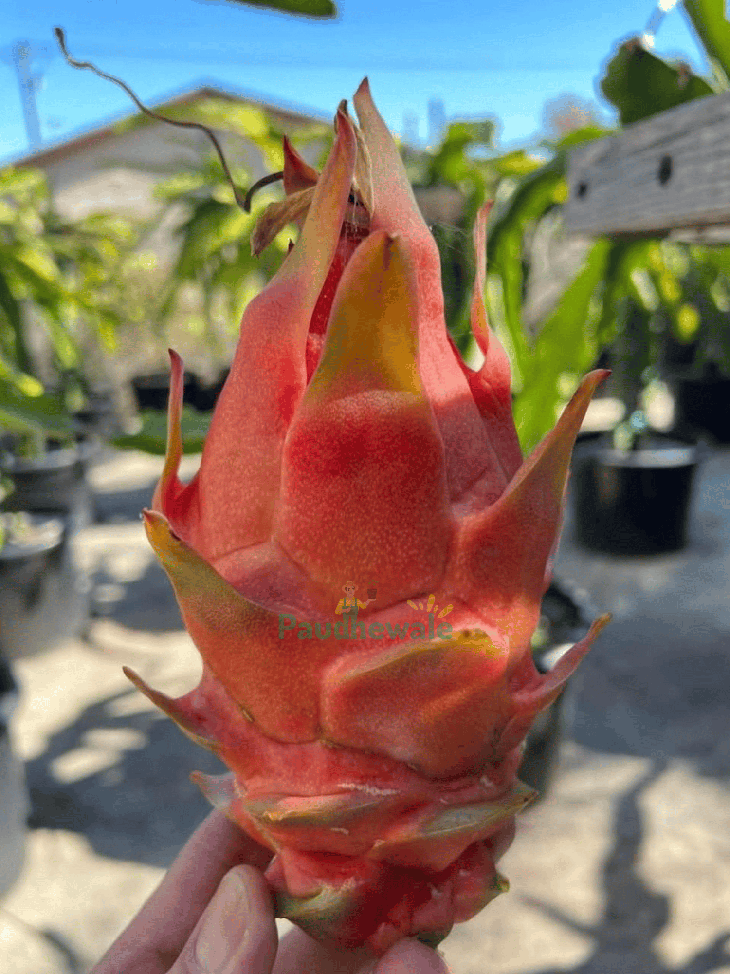 Lemon Orange Dragon Fruit Plant (Cutting)