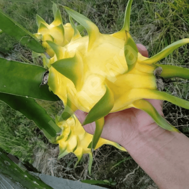 Israel Golden Yellow Dragon Fruit Plant (Cross-Pollinated) Israel Golden Yellow Dragon Fruit Plant (Cross-Pollinated)