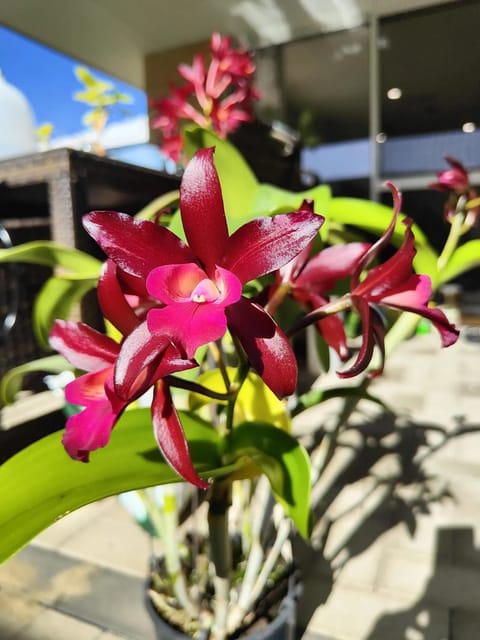 Cattlianthe Netrasiri Fireball - Seedling Size Orchid Plant