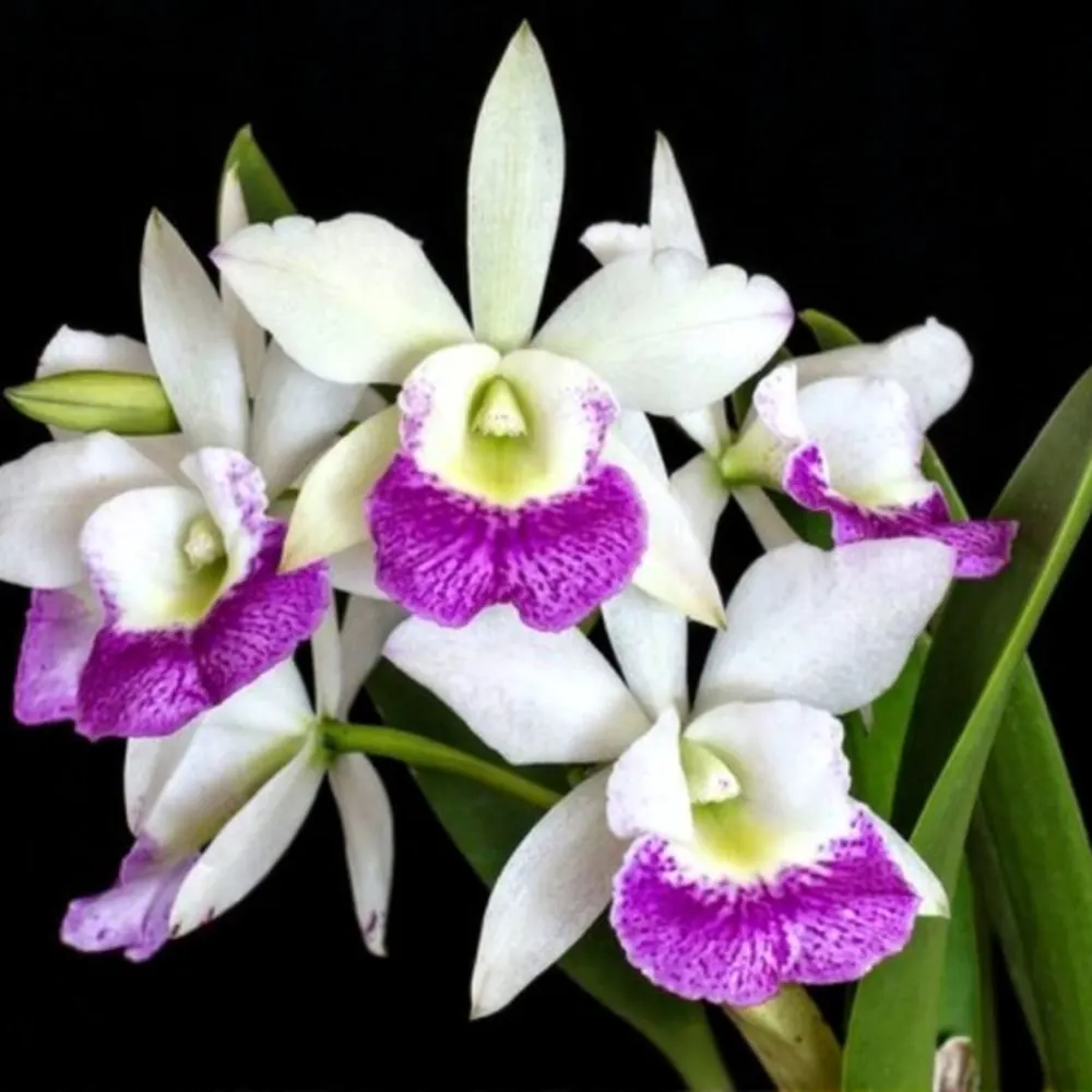 Brassocattleya Hawaiian Star - Seedling Size Orchid Plant