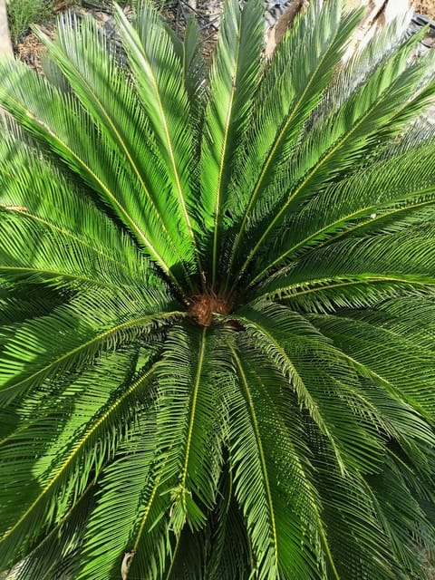 Sago Palm (cycas revoluta)