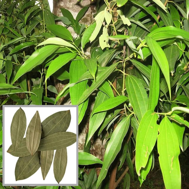 Tej Patta Indian Bay Leaf Cinnamomum Tamala Patram Spice Plant (1.5-3 Feet Height)