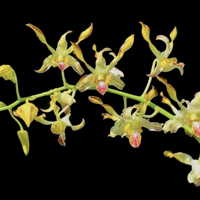 Dendrobium Chao Huyen Thoai Splash - Seedling Size Orchid Plant