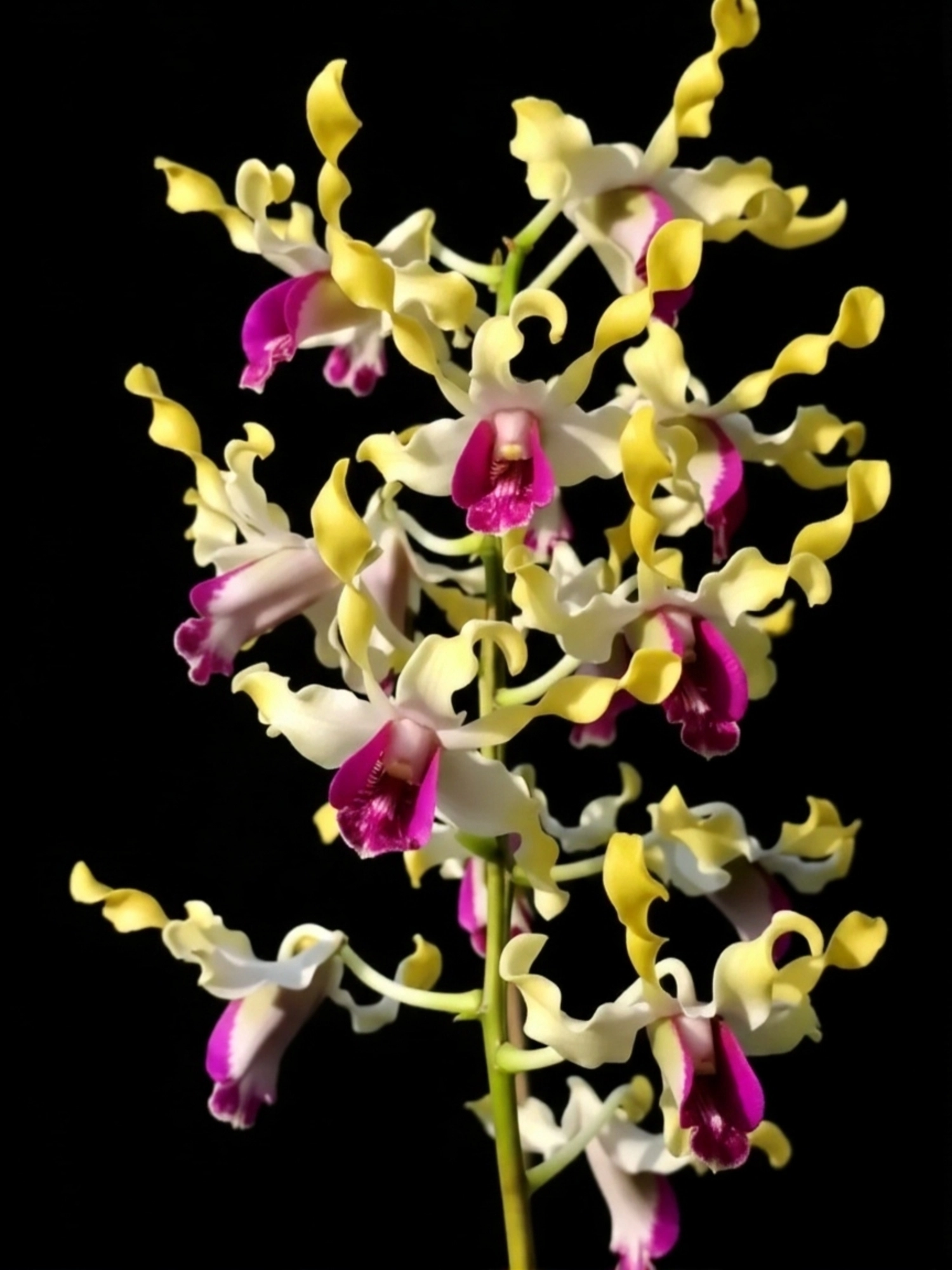 Dendrobium Lasian Yellow Big 92 - Seedling Size Orchid Plant