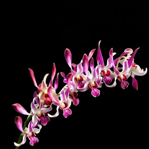 Dendrobium Rabbit Dendrobium Rabbit #71 - Seedling Size Orchid Plant