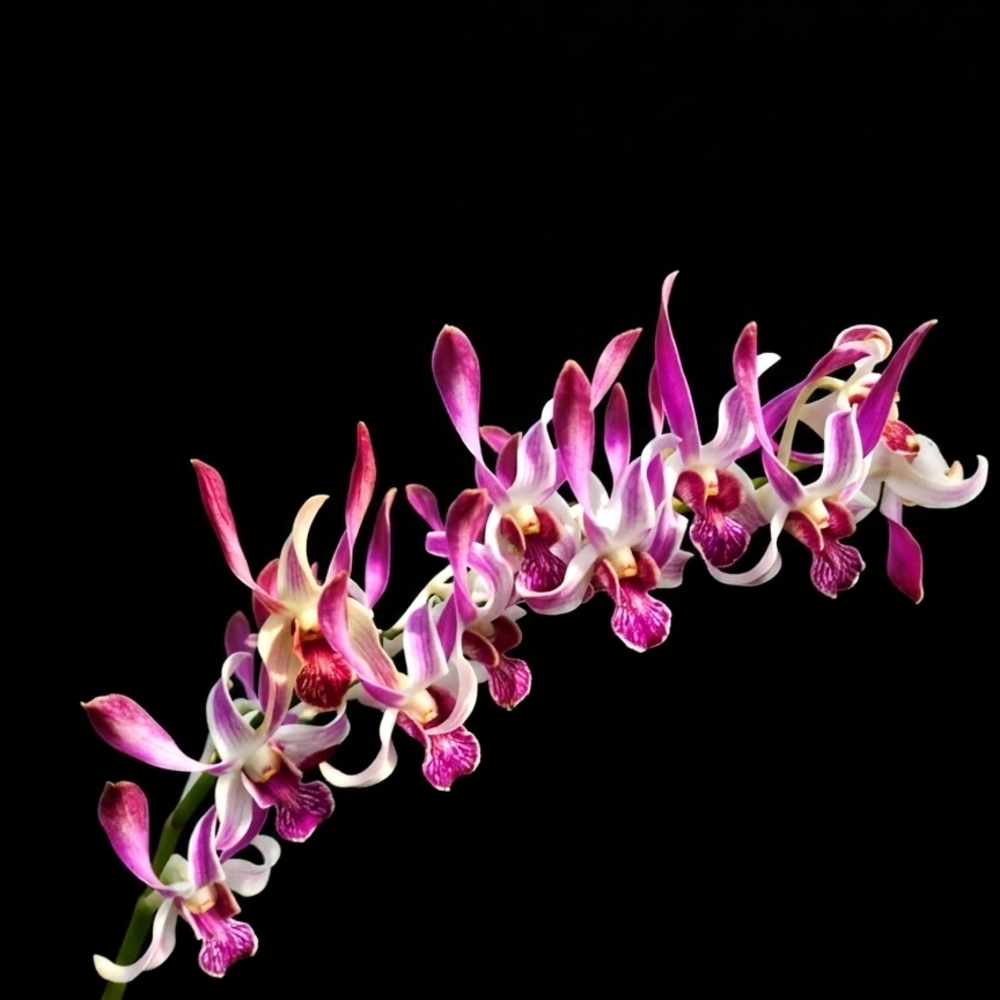 Dendrobium Rabbit #71 - Seedling Size Orchid Plant