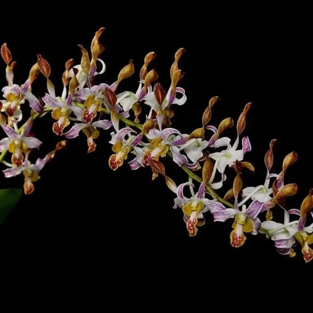 Dendrobium Rabbit #335 - Seedling Size Orchid Plant