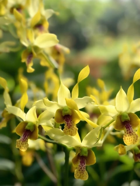 Dendrobium Yellow Antelope - Seedling Size Orchid Plant