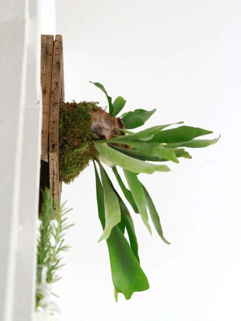 Mounted Staghorn Fern