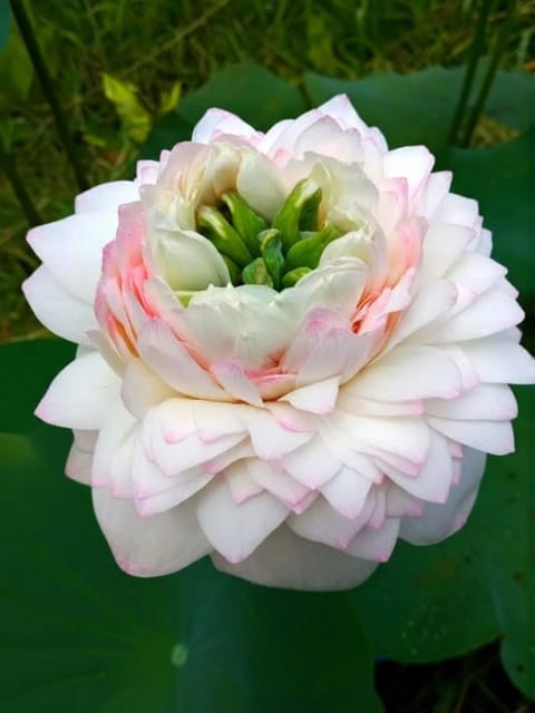 Bowl Lotus Rose Pink