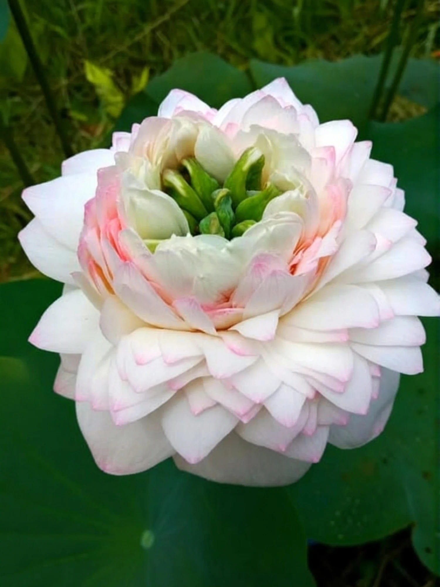 Bowl Lotus Rose Pink