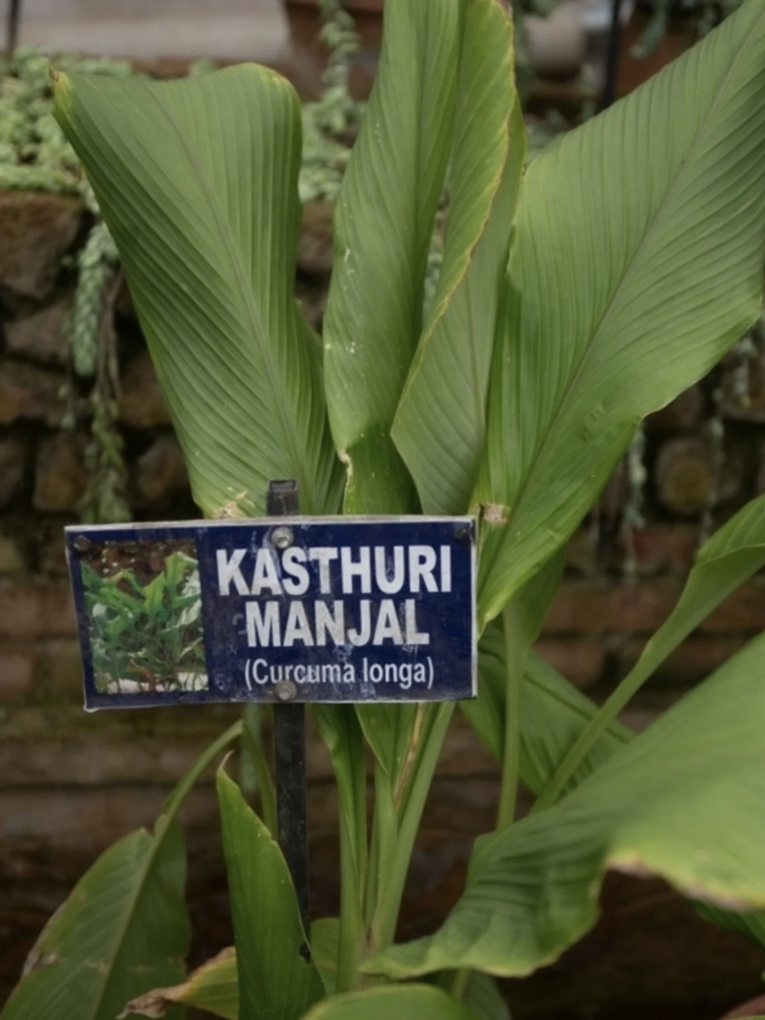 Kasturi Manjal - Wild Turmeric Plant |Curcuma Aromatica|