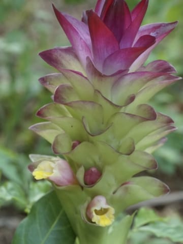 Kasturi Manjal - Wild Turmeric Plant |Curcuma Aromatica|