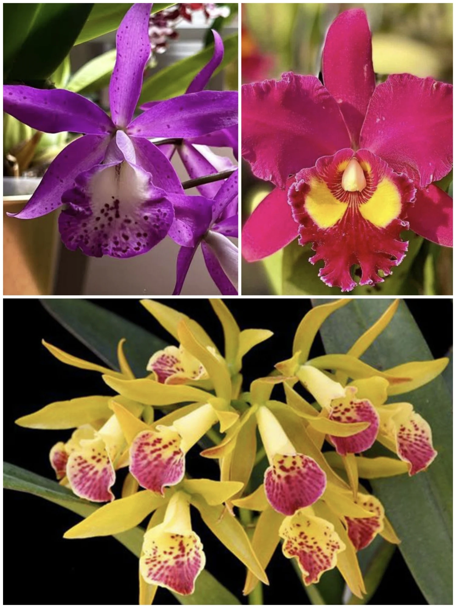 Cattleya Blooming Size Combo - Pack of Any 3 Colors