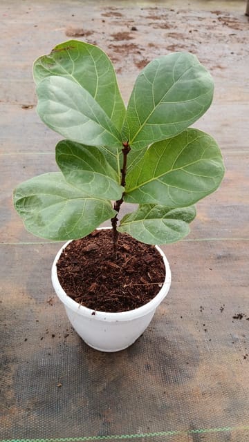 Ficus Lyrata Indoor Fiddle Leaf Fig Plant