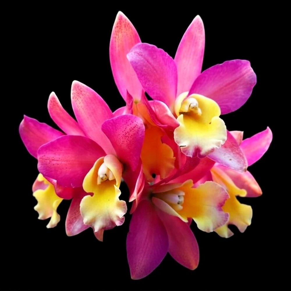Cattleya Loog Tone x Secret Galaxy Belle - Seedling Size Orchid Plant
