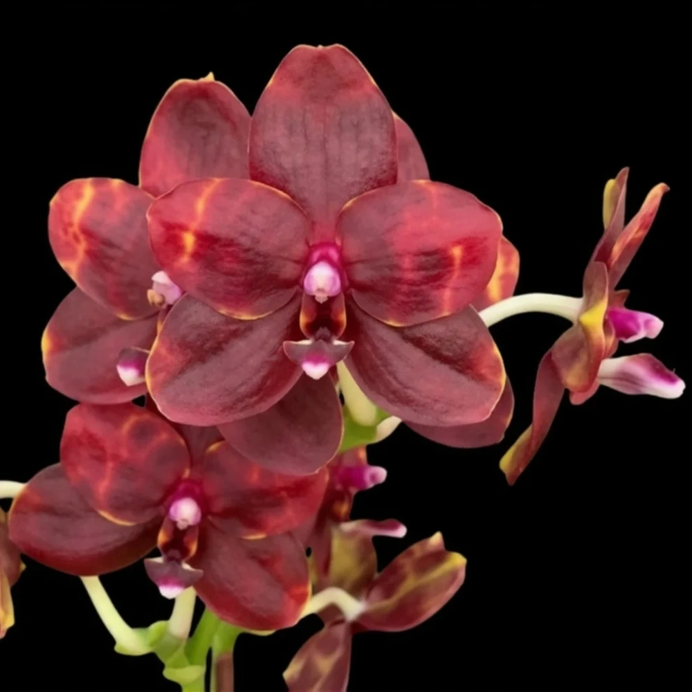 Phalaenopsis Lioulin Black Spot