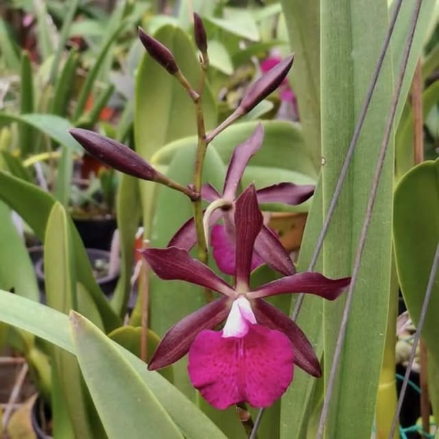 Encyleyvola Jairak Crimson Star - Blooming Size Orchid Plant Encyleyvola Jairak Crimson Star - Blooming Size Orchid Plant