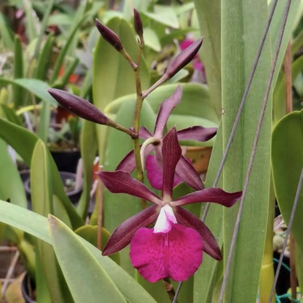 Encyleyvola Jairak Crimson Star - Blooming Size Orchid Plant