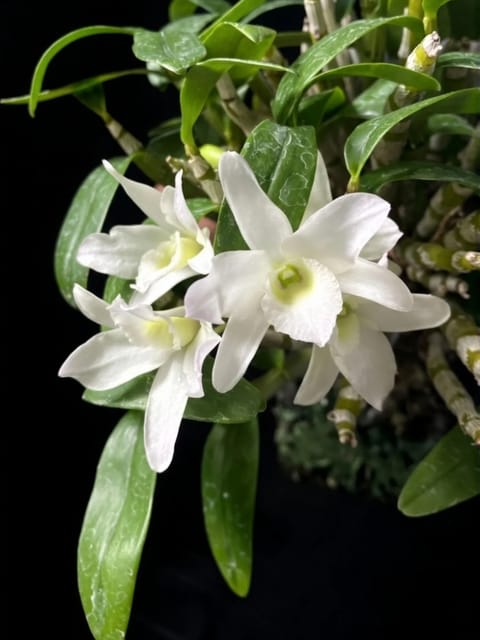 Dendrobium Angel Baby - Blooming Size Orchid Plant
