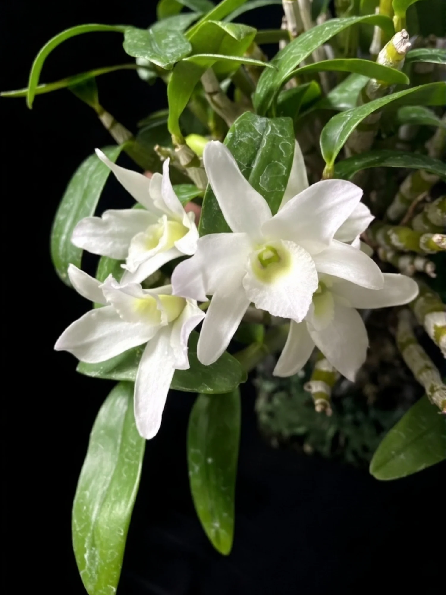 Dendrobium Angel Baby - Blooming Size Orchid Plant