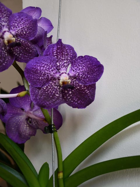 Vanda Orchid 3 Colour Combo - Any 3 Colours