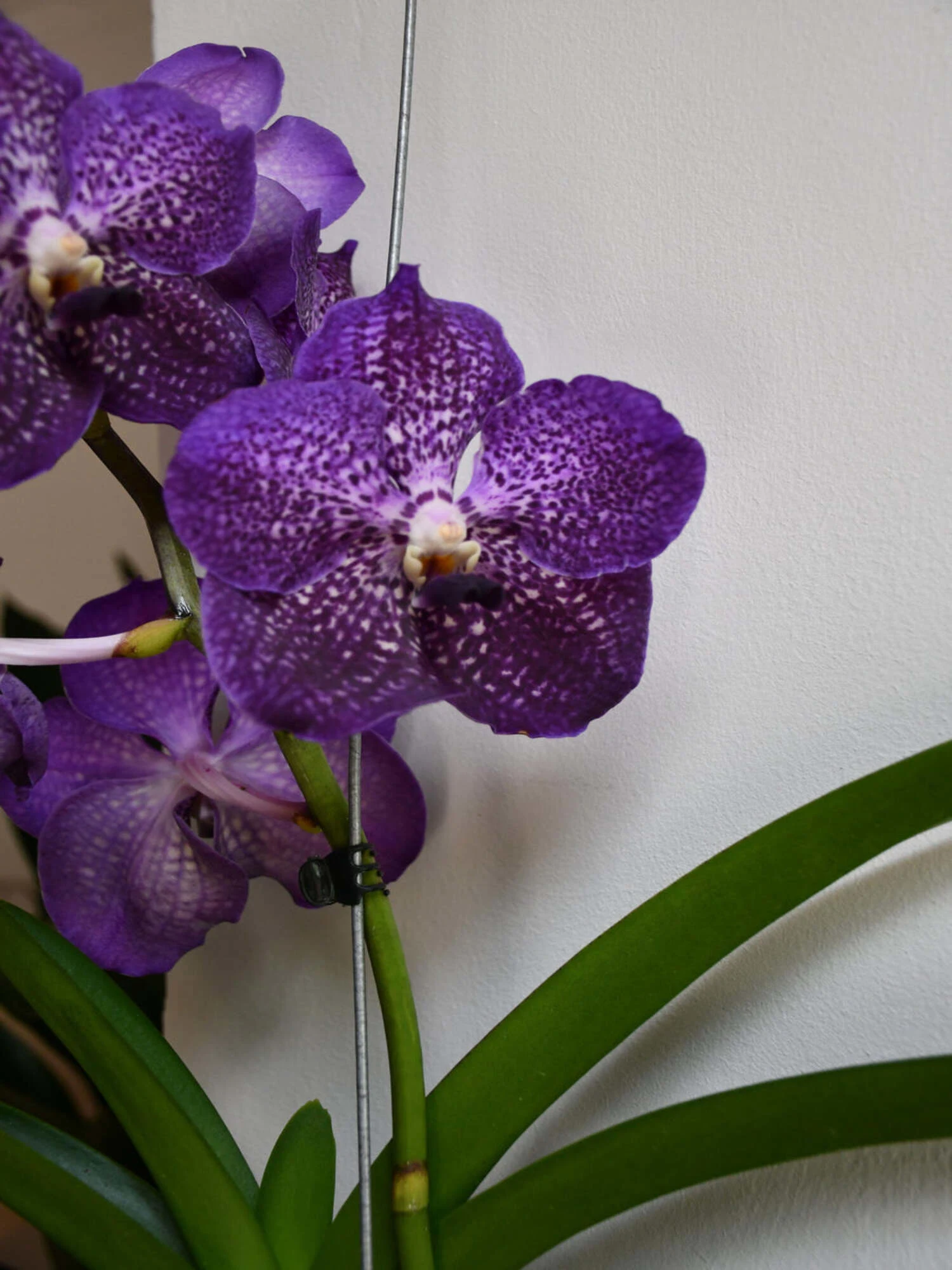 Vanda Orchid 3 Colour Combo - Any 3 Colours