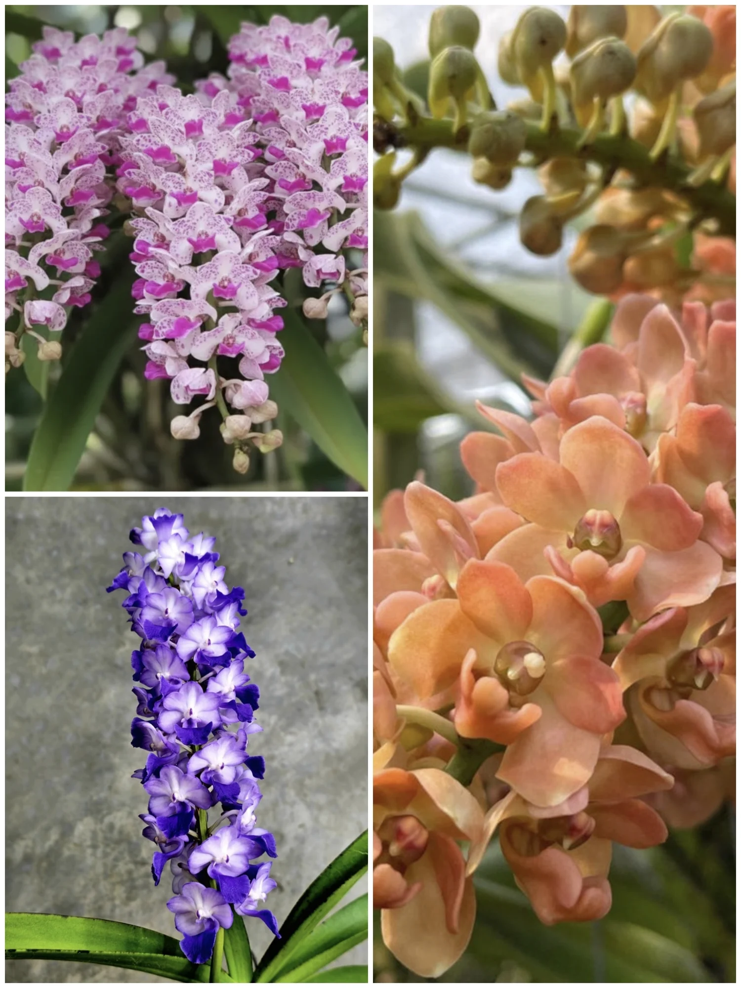 Rhynchostylis Seedling Combo - Pack Of Any 3 Colours