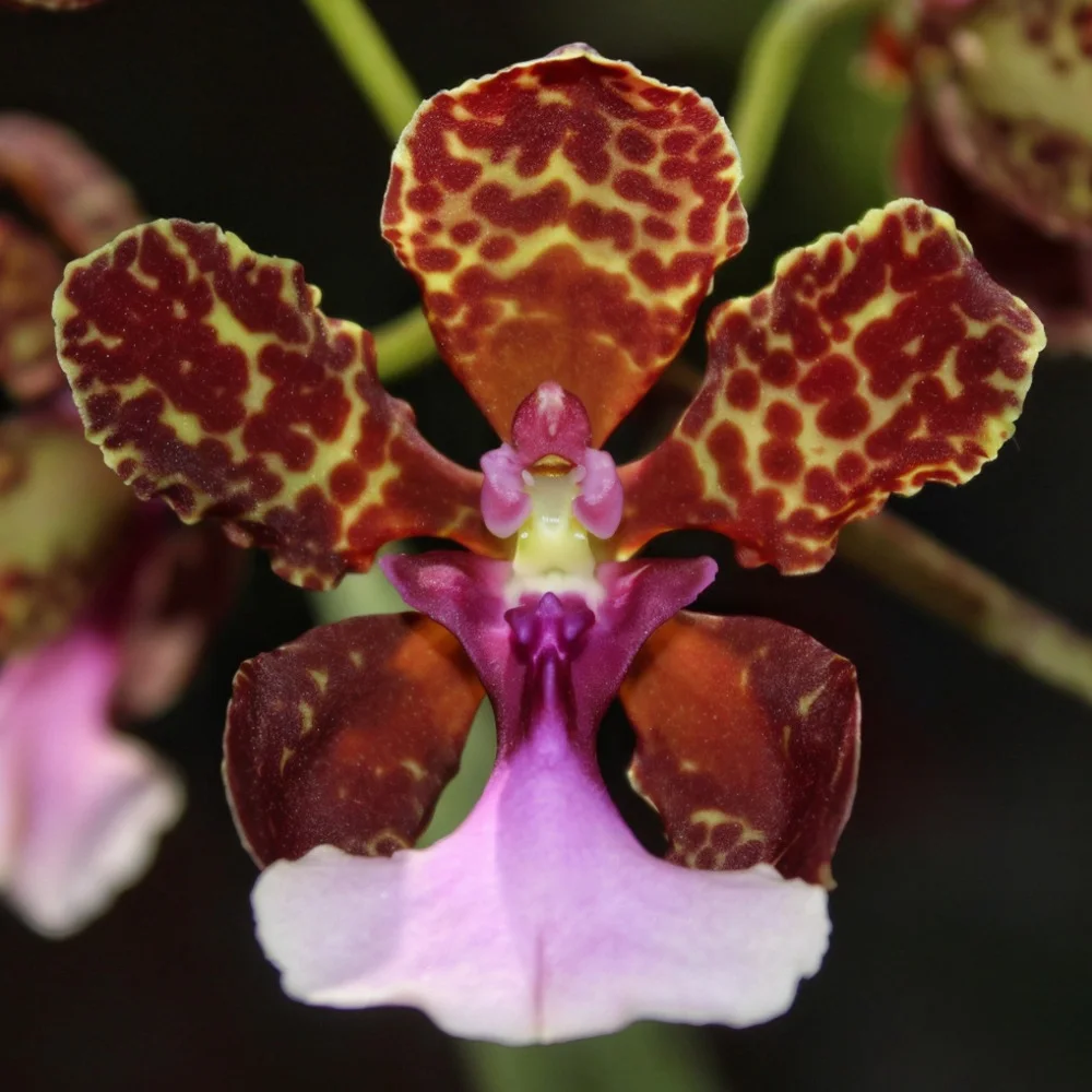 Oncidium Trichocentrum Lanceanum - Seedling Size Orchid Plant