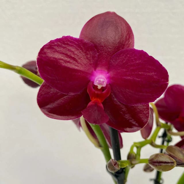 Phalaenopsis Sogo Relex Phalaenopsis Sogo Relex