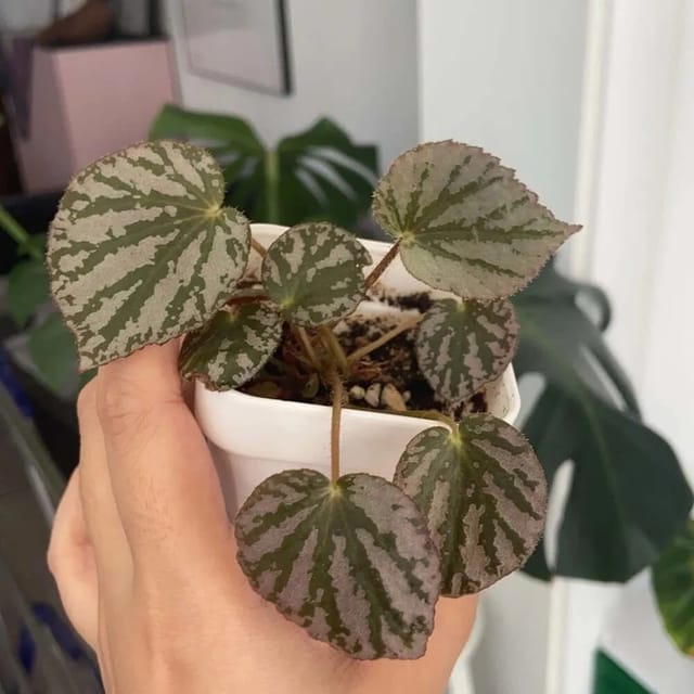 Begonia Martins’ Mystery - 2 Plant Combo