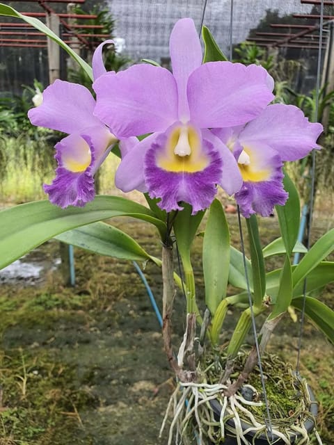 Cattlianthe Hawaiian Blue Sky - Seedling Size Orchid Plant