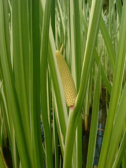 Acorus calamus - Sweet Flag
