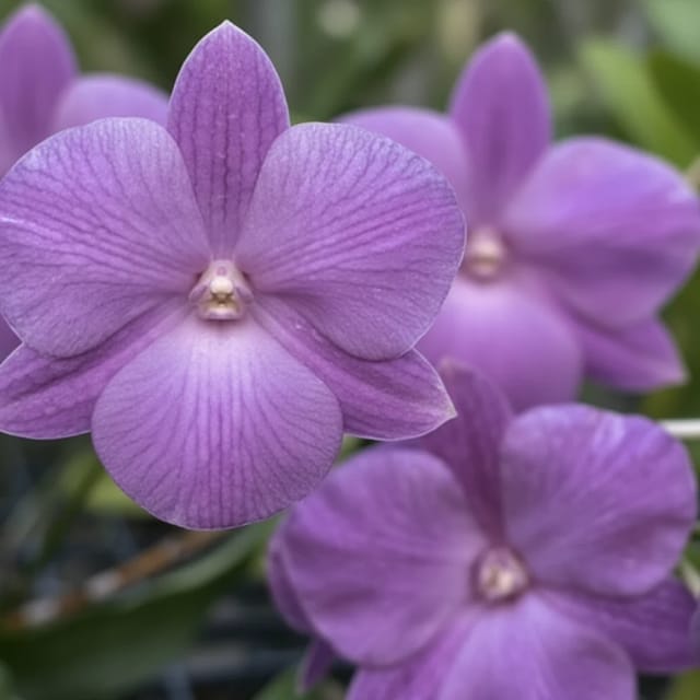 Dendrobium Purple Bush Fancy - Seedling Size Orchid Plant Dendrobium Purple Bush Fancy - Seedling Size Orchid Plant