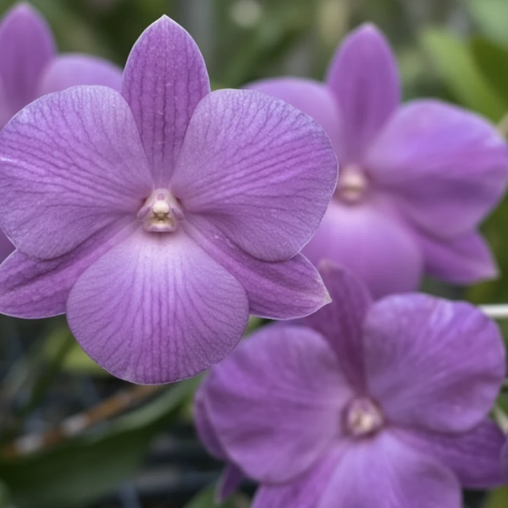 Dendrobium Purple Bush Fancy - Seedling Size Orchid Plant