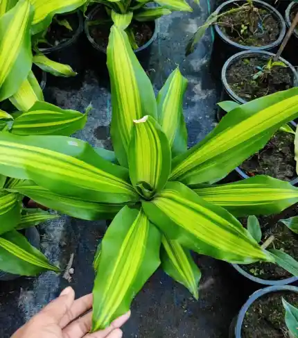 Dracaena Dara Singh Indoor Plant