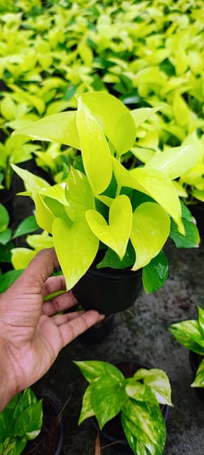 Golden Money Plant – Lucky Indoor Air-Purifying Plant