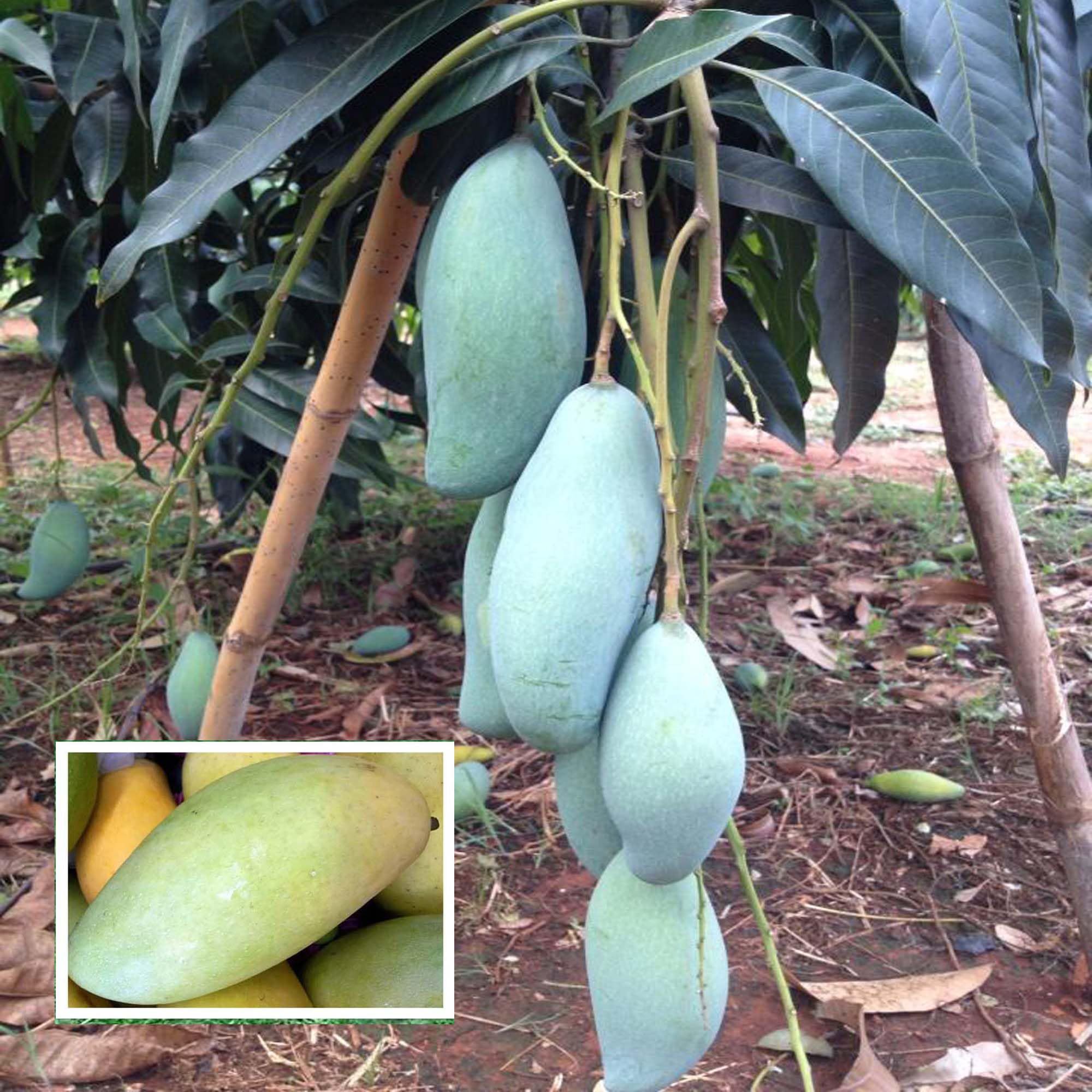 Thai Kujai Qjai Mango Aam Grafted Fruit Plant (1.5-3 Feet Height)