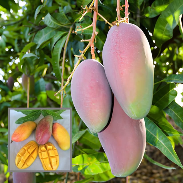 Valencia Pride Mango Aam Grafted Fruit Plant (1.5-3 Feet Height) Valencia Pride Mango Aam Grafted Fruit Plant (1.5-3 Feet Height)