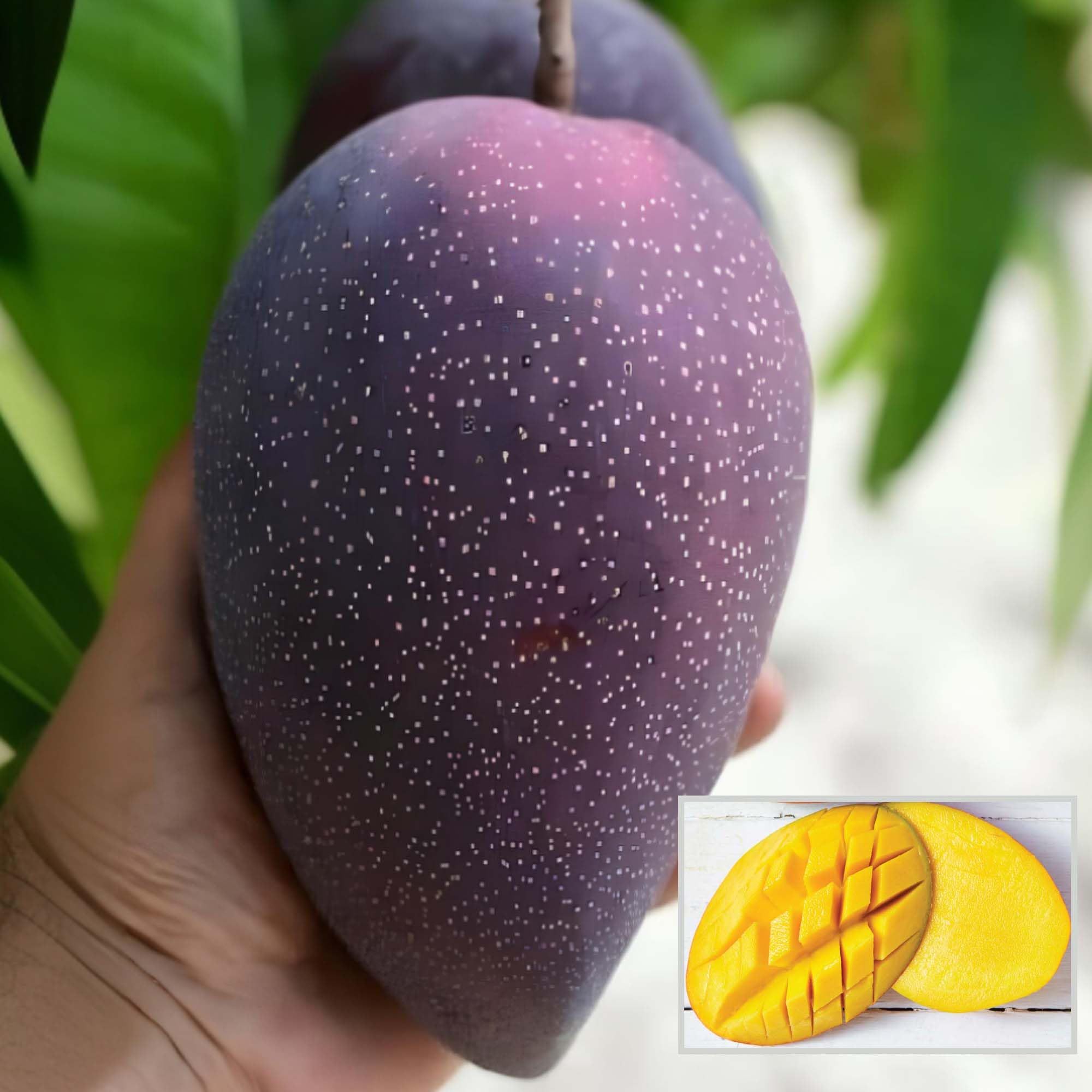 BN 7 Mango Aam Grafted Fruit Plant (1.5-3 Feet Height)