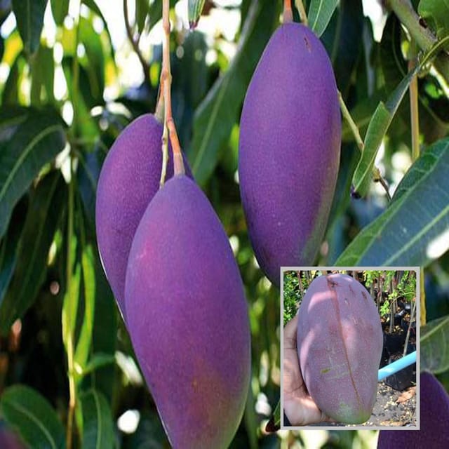 Nam Dok Mai Si Mueng Purple Mango Aam Grafted Fruit Plant (1.5-3 Feet Height)