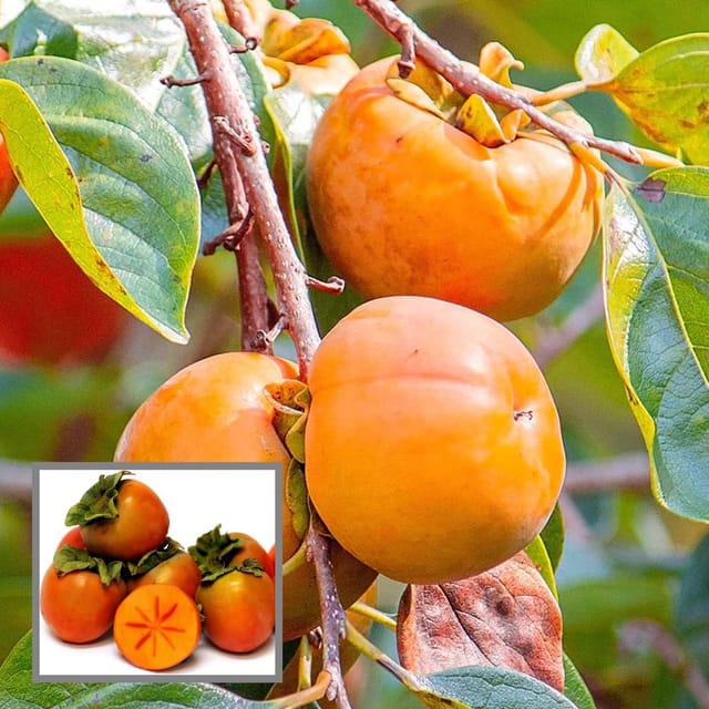 Eureka Persimmon Grafted Fruit Plant (2-3 Feet Height)