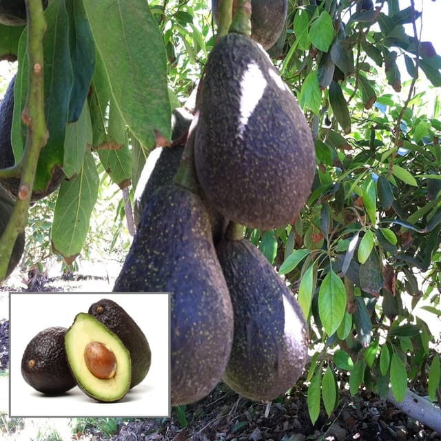 Lamb Hass Avocado Butter Fruit Grafted Plant (1.5-2 Feet Height)