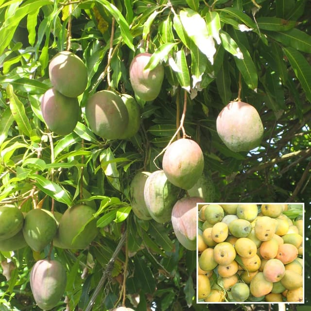 Kothapalli kobbari Mango Aam Grafted Fruit Plant (1.5-3 Feet Height)
